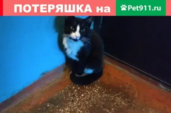 Найдена кошка на ул. Пролетарская 18