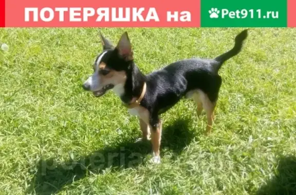 Пропала собака Филя в Мочище, Новосибирск