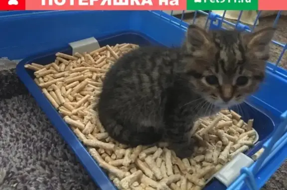 Найден маленький котенок на Ярославской, ищет новую семью.