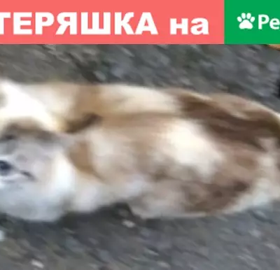 Найдена кошка на ул. Богунская, ищем хозяев.