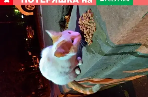 Котик на остановке: найдена кошка на Болотниковской, 53к1