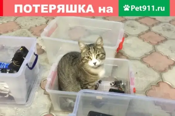 Пропала кошка Юзберг в Красногорске, Опалиха.