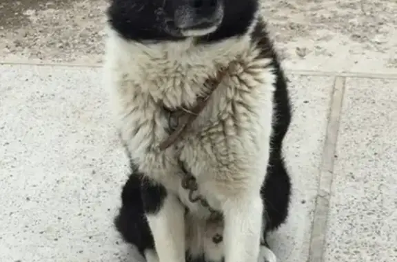 Пропала собака Лайки в Пермском крае