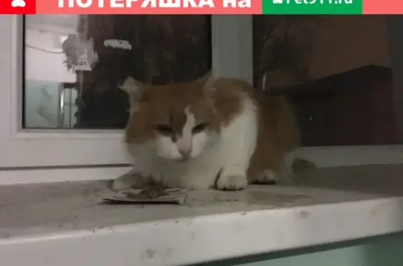 Найдена кошка в районе Уралмаш