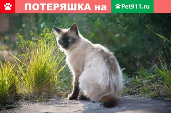 Найден кот в Обнинске и округе