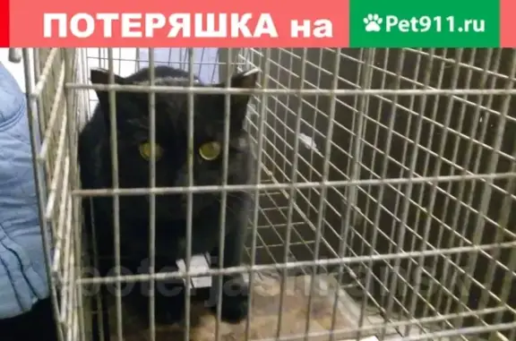 Найден черный кот в Нижней Ельцовке