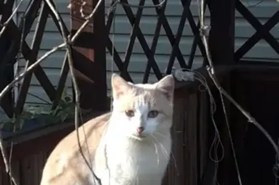Найдена кошка в СПб, садоводство Торики.