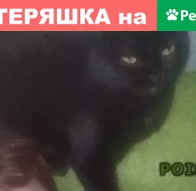 Пропала кошка в Ленинском р-не, Саратов.