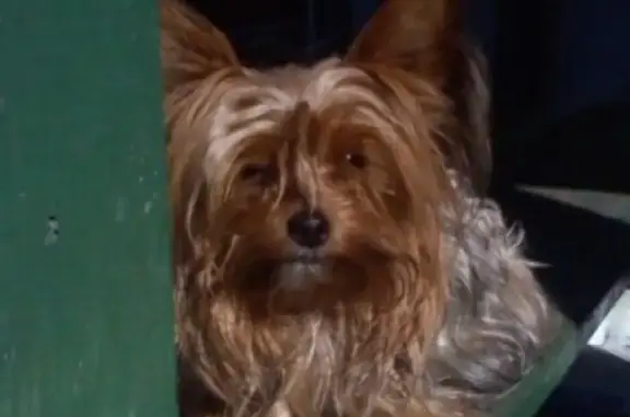 Пропала собака Мэри на Учительской улице в Копейске
