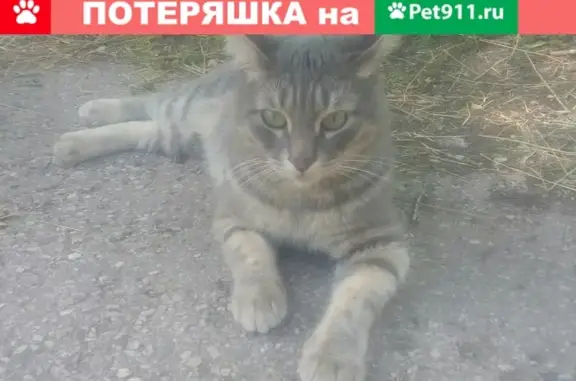 Кошки потеряшки, Тольятти, фото: Потеряшка кошка на улице Баныкина 56, вознаграждение 2000 руб.