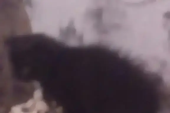 Кошки потеряшки, Тамбов, фото: Потеряшка кошка в Тамбове: Ленинградская улица, 22