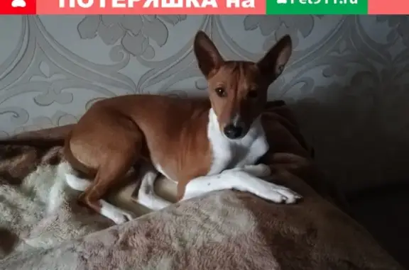 Пропала собака Бася на ул. Ак. Семёнова 15
