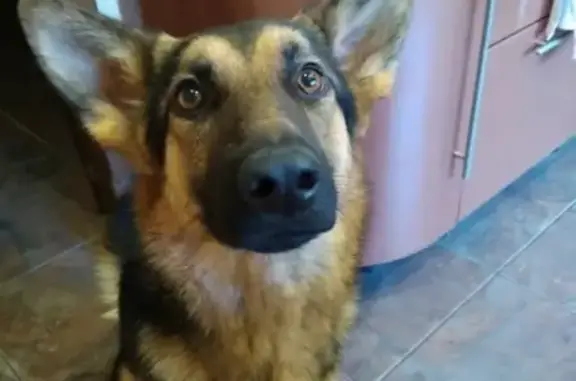 Найдена собака в Орехово Зуевском районе, ищем новых хозяев.