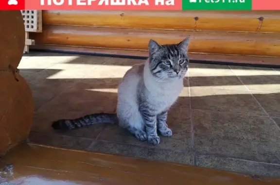 Найдена ласковая кошка на улице Чапаева, 20