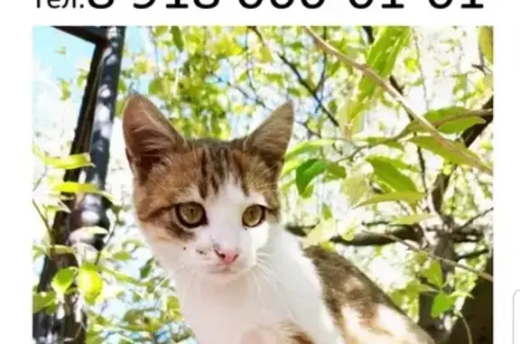 Кошки потеряшки, Новороссийск, фото: Потеряшка котик в Новороссийске, район ул. Лесная и Цемдолина, вознаграждение!