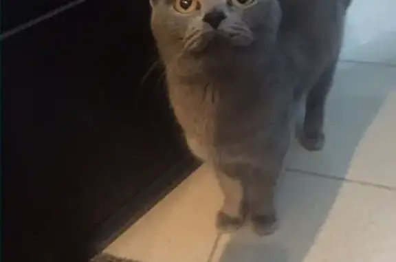 Кошки потеряшки, Тюмень, фото: Потеряшка кошка в Тюмени, ищет дом!