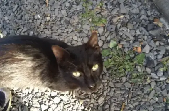 Найден кот на Тюменской, ищу хозяина