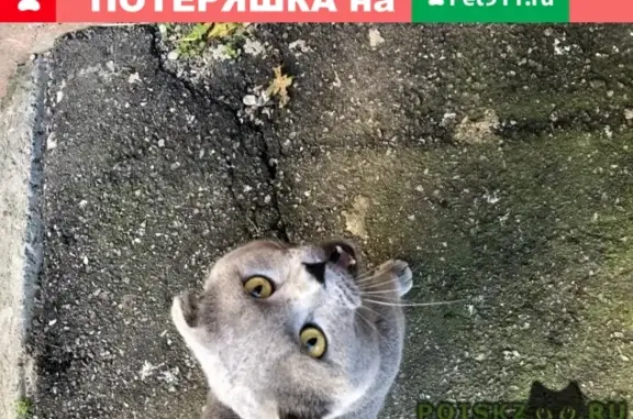 Найден серый кот на ул. Полтавская
