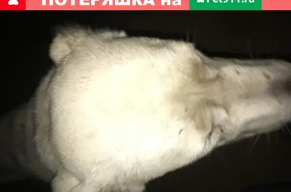 Собака найдена в Мытищах на ул. Воронина, 16