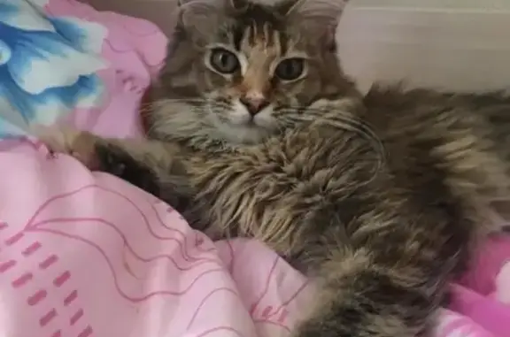 Пропала кошка Ненси в Реутове, Московская область