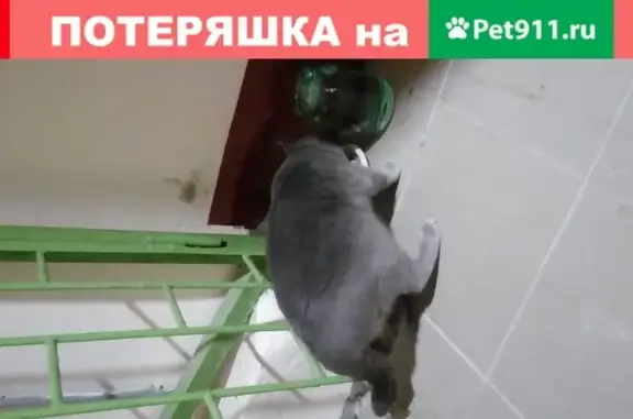 Пропавший кот на Пушкинской улице в Балашихе