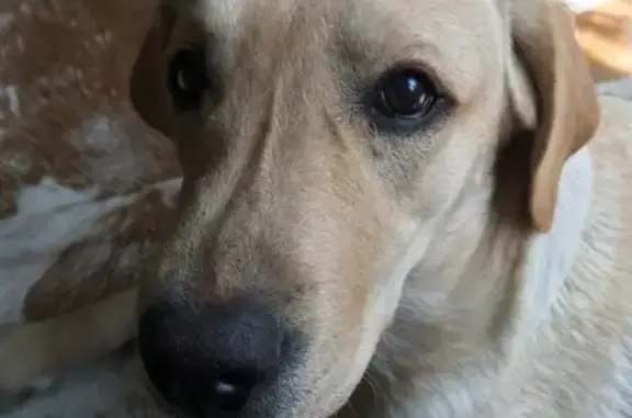 Пропала собака породы Лабрадор по адресу бульвар Комарова, Ростов-на-Дону