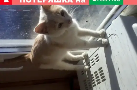 Найдена кошка в Приволье, Ульяновская область