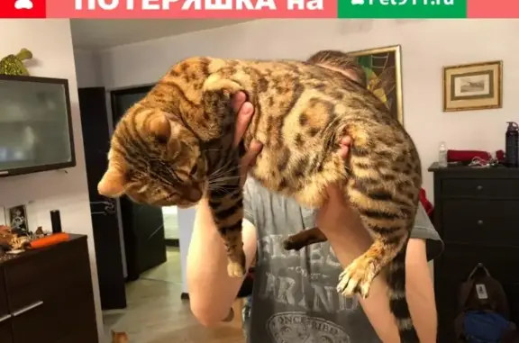 Найдена кошка на ул. 800-летия Москвы, 24