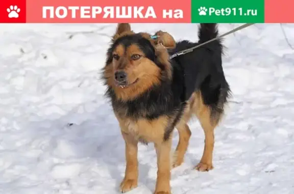 Пропала собака на Дмитровском шоссе, вознаграждение 20 000 руб.