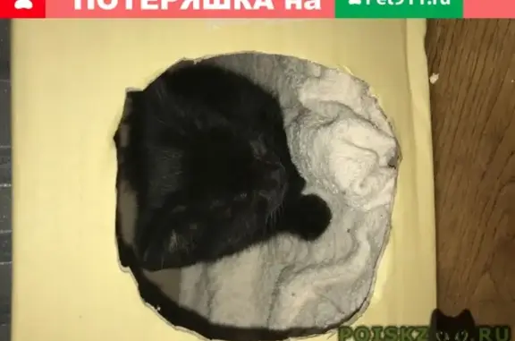 Найден черный котенок возле метро Щукинская