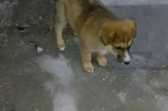 Собака найдена в Муханово, Сергиево-Посадский район.