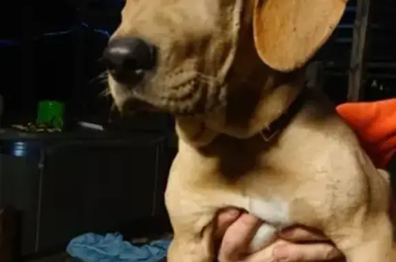 Найдена собака в Адлерском районе, ищем хозяев