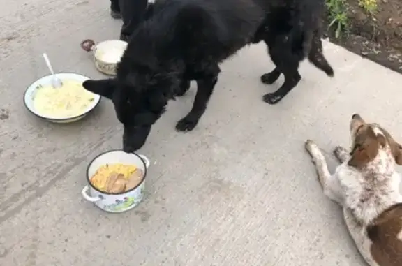 Пропала собака Граф в Ачинске.