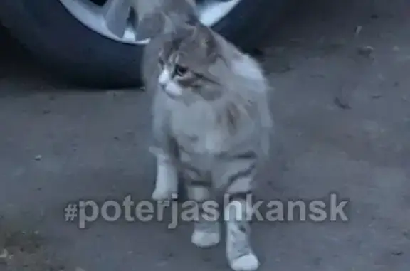 Найдена кошка, Новосибирск