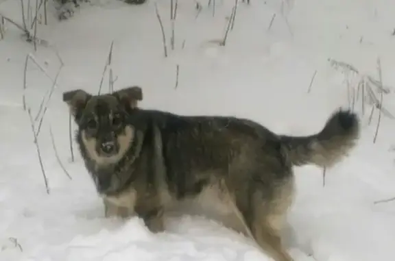 Пропала собака Мишка в Тульской области, угол Лукашино и Болдина.