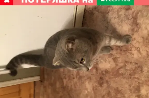 Ласковая кошка ищет дом в Энгельсе
