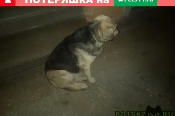 Собака А3 ждет щенков в сосновом бору в Томске