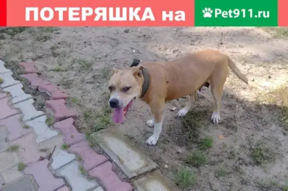 Пропала собака Лиса в Якутске