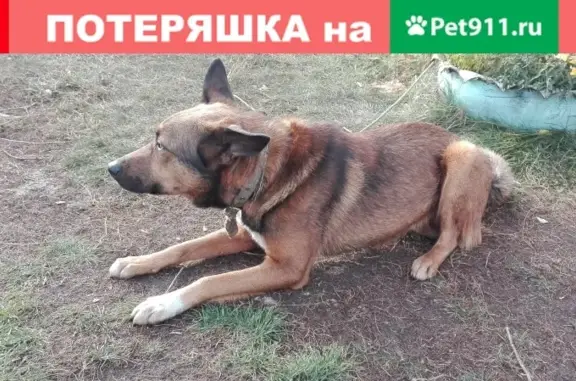 Собака найдена в районе соснового бора, Платово.