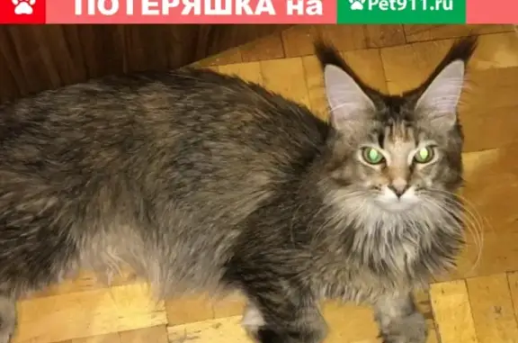 Пропала кошка на улице Головашкина, Реутов