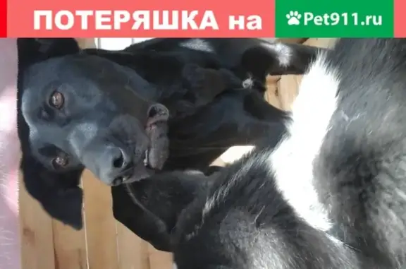Умная собака с зеленым ошейником на улице Видова, Новороссийск