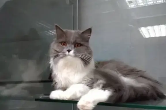 Кошки потеряшки, СНТ Берёзка-91, фото: Потеряшка кошка в Балахнинском районе, Нижегородская обл.