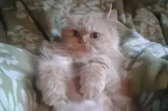 Найдена рыжая персидская кошка на улице Гурьянова в Москве