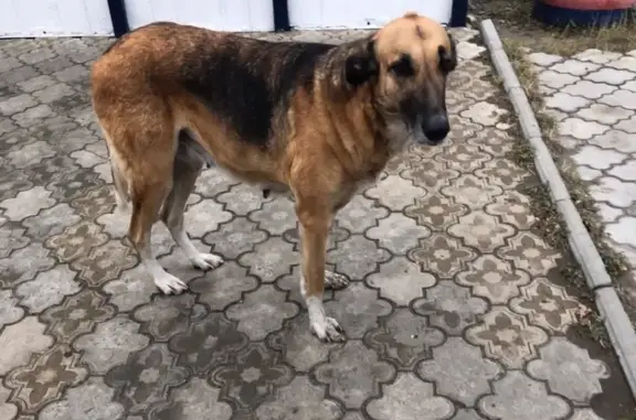 Пропала ручная собака с шишкой на голове в Лесосибирске!
