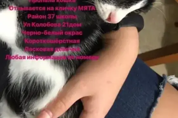 Пропала кошка МЯТА, ул. Колобова 21, репост!