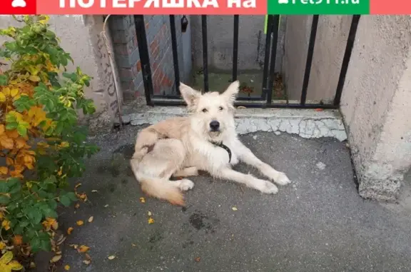 Найдена собака на Планерной улице, СПб