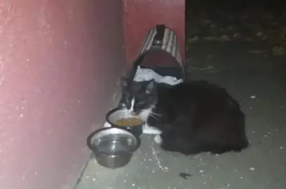 Найдена домашняя кошка в Люберцах на Комсомольском проспекте 21