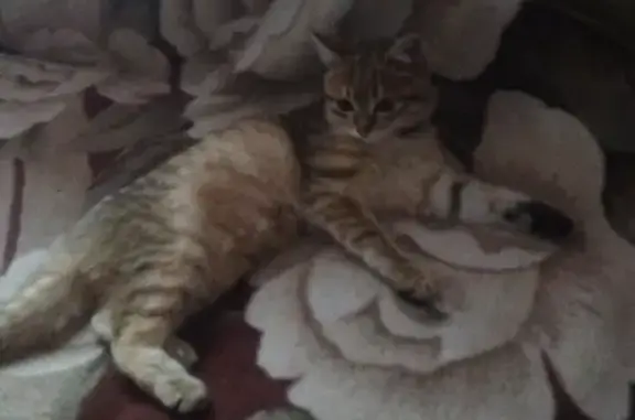 Найдена кошка в Осеево, Шадринск