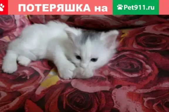 Кошки потеряшки, Никольский, фото: Потеряшка кот Кеша на ул. 16а в Никольском (Ленобласть)