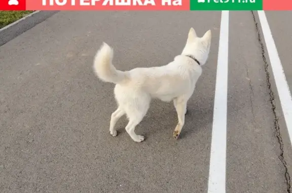 Пропала собака в Иннополисе